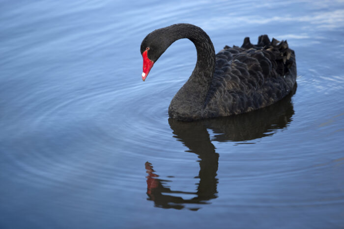 Black Swan: Probability expert Nassim Nicholas Taleb’s book on the chances of unlikely scenarios occurring highlights the difficulties companies face in preparing for all possible threats to their technology systems
